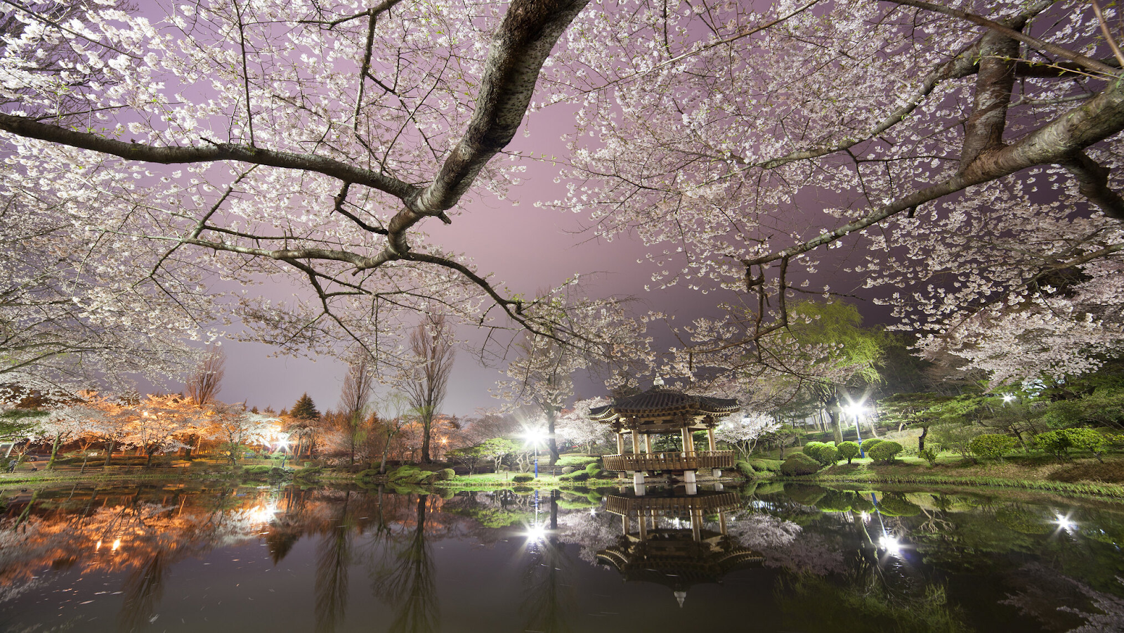 Cherry blossom trees over a waterbody in Gyeongju