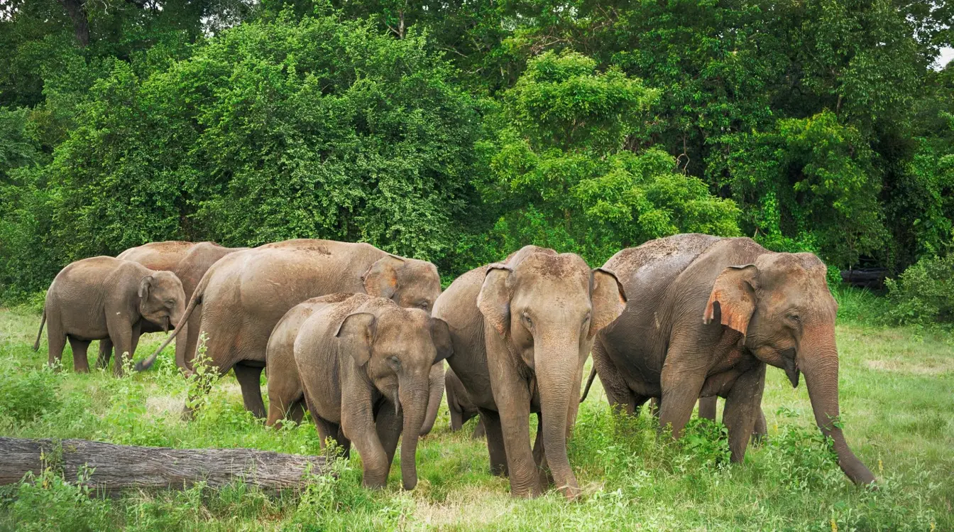 Éléphants dans le parc national de Minneriya au Sri Lanka.