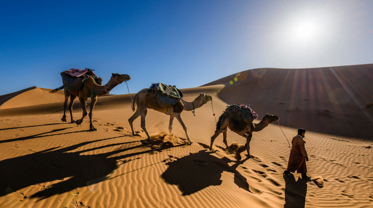 Camels in the Sahara Desert