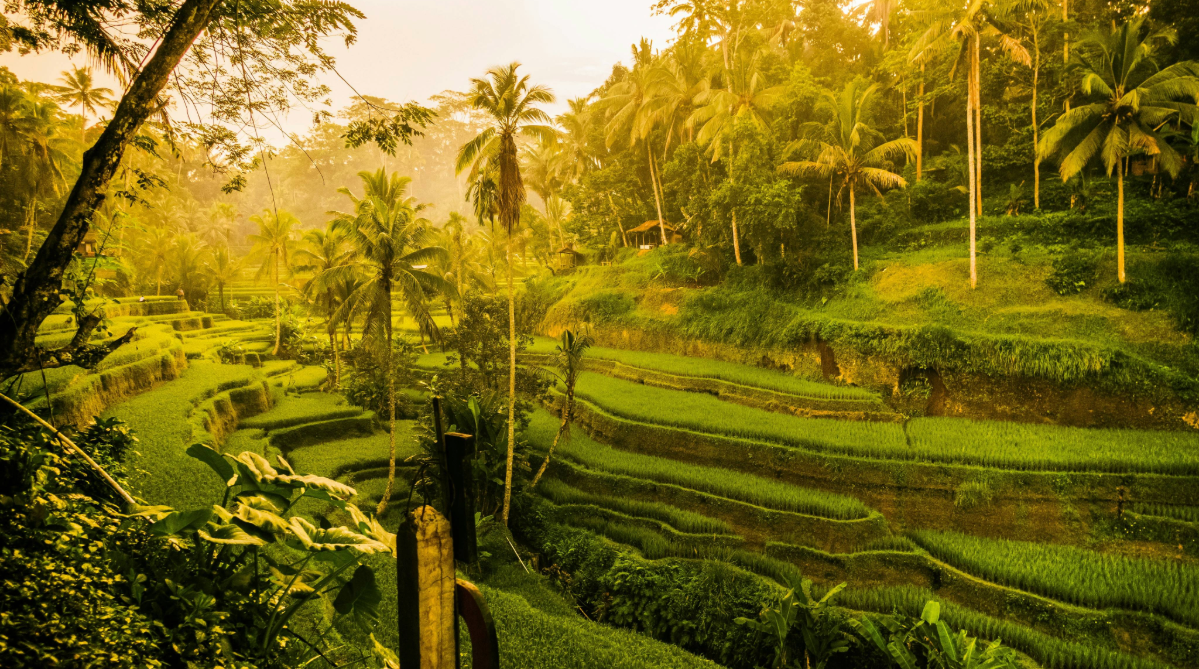 Ubud, Bali, at sunrise