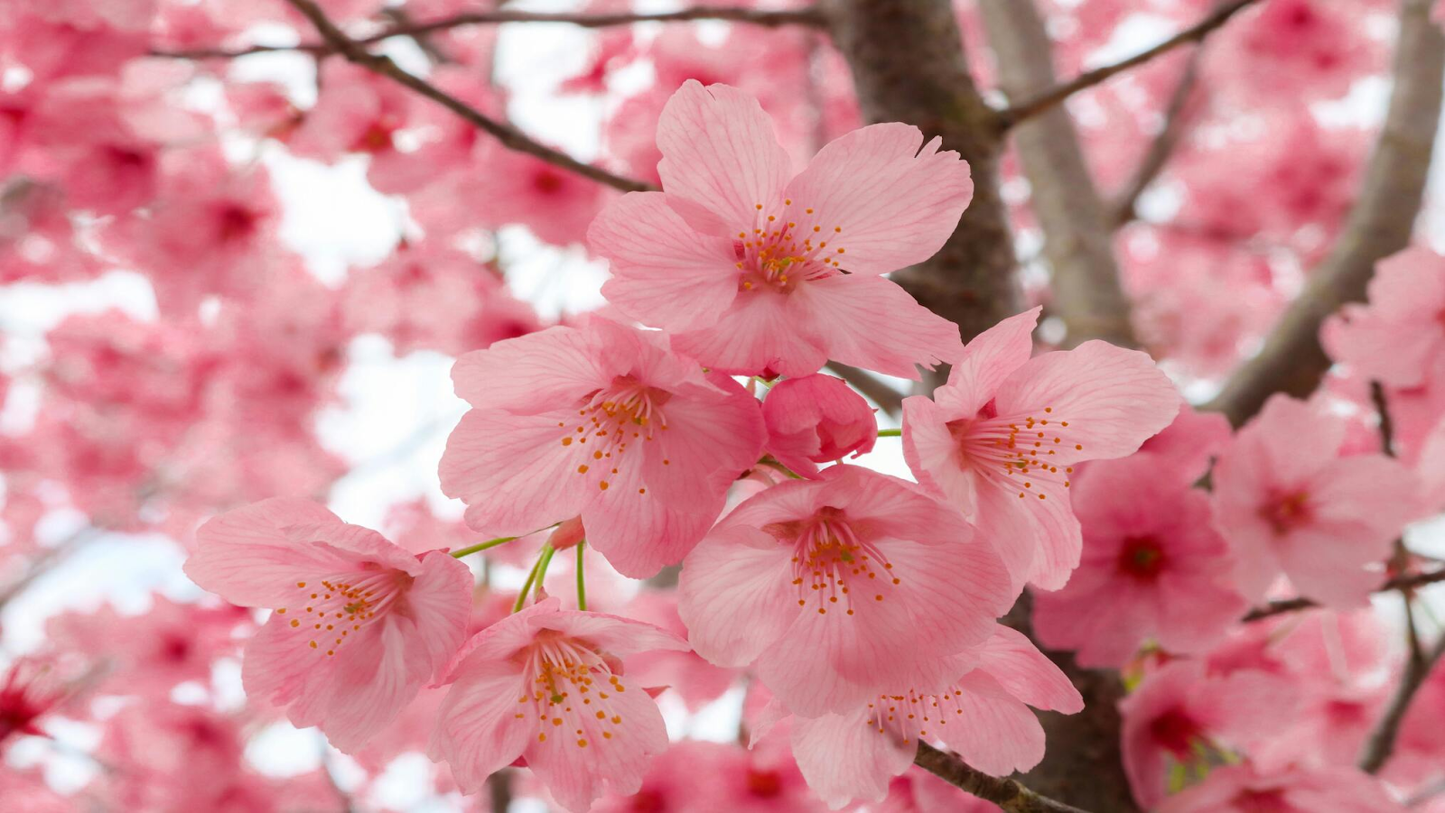 Close-up view of cherry blossoms in spring