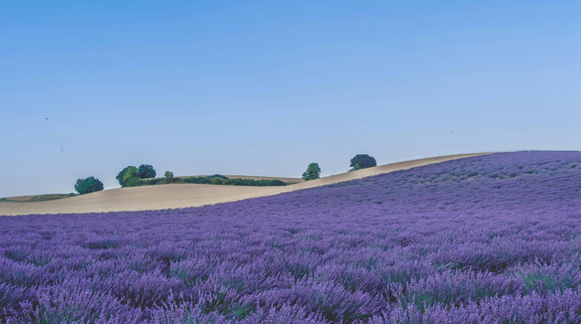 Campo de lavanda en Provenza, Francia