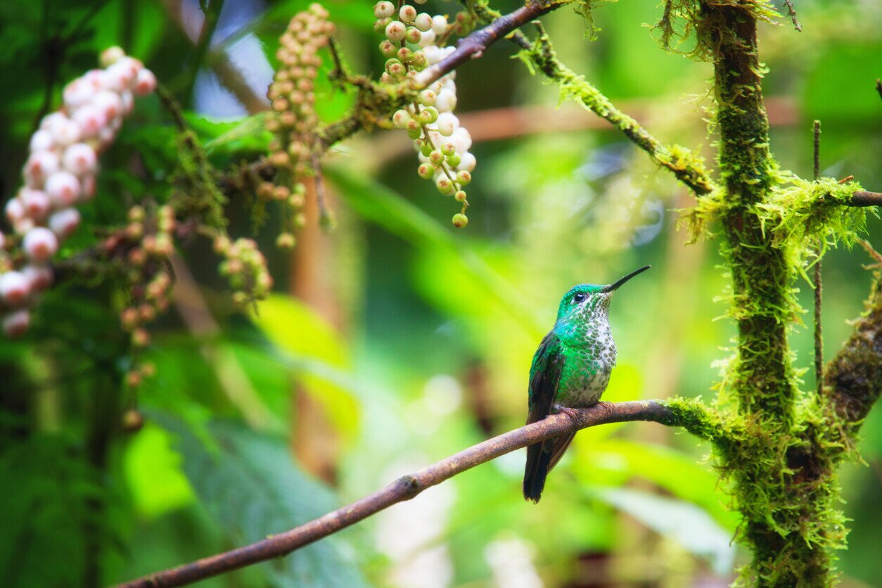 Hummingbird on a tree branch in Costa Rica