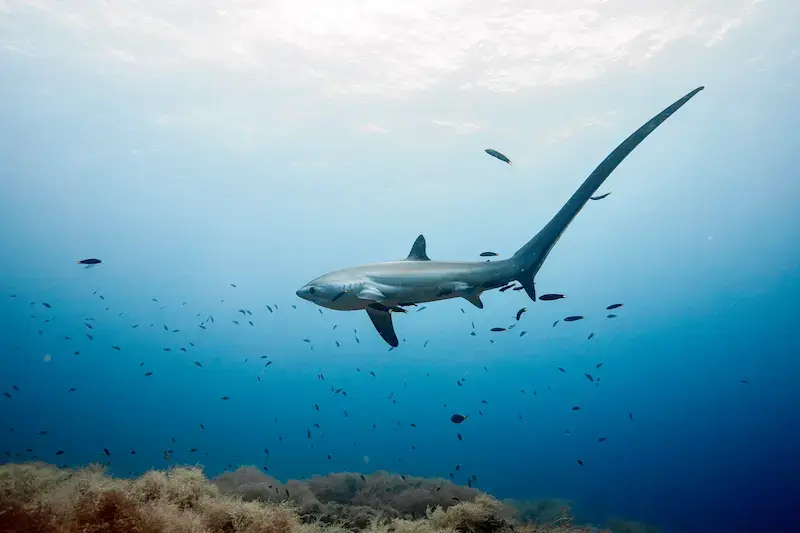 海中を泳ぐ長い尾びれが特徴のオナガザメ（ニタリザメ）