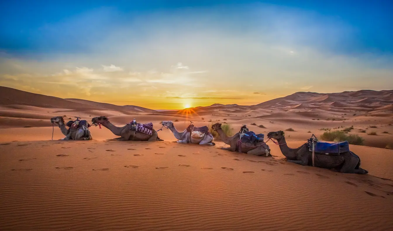 Tramonto sulle dune di Merzouga con cammelli nel deserto del Sahara in Marocco durante il mese di maggio.
