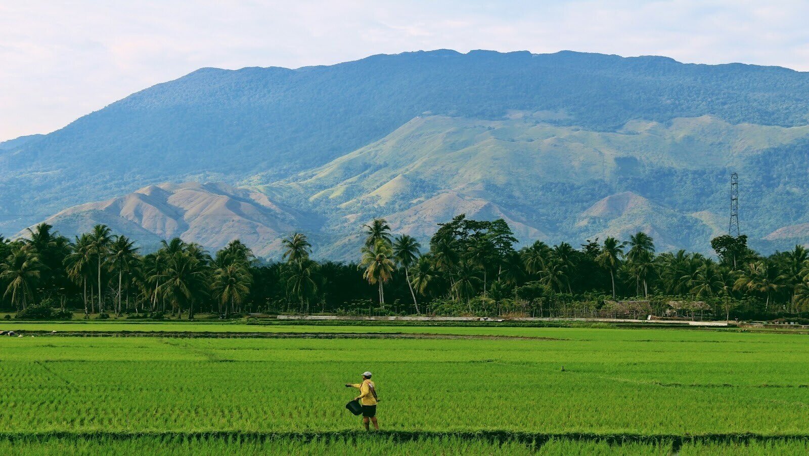 Person farming on rice field surrounded by trees and mountains at a distance