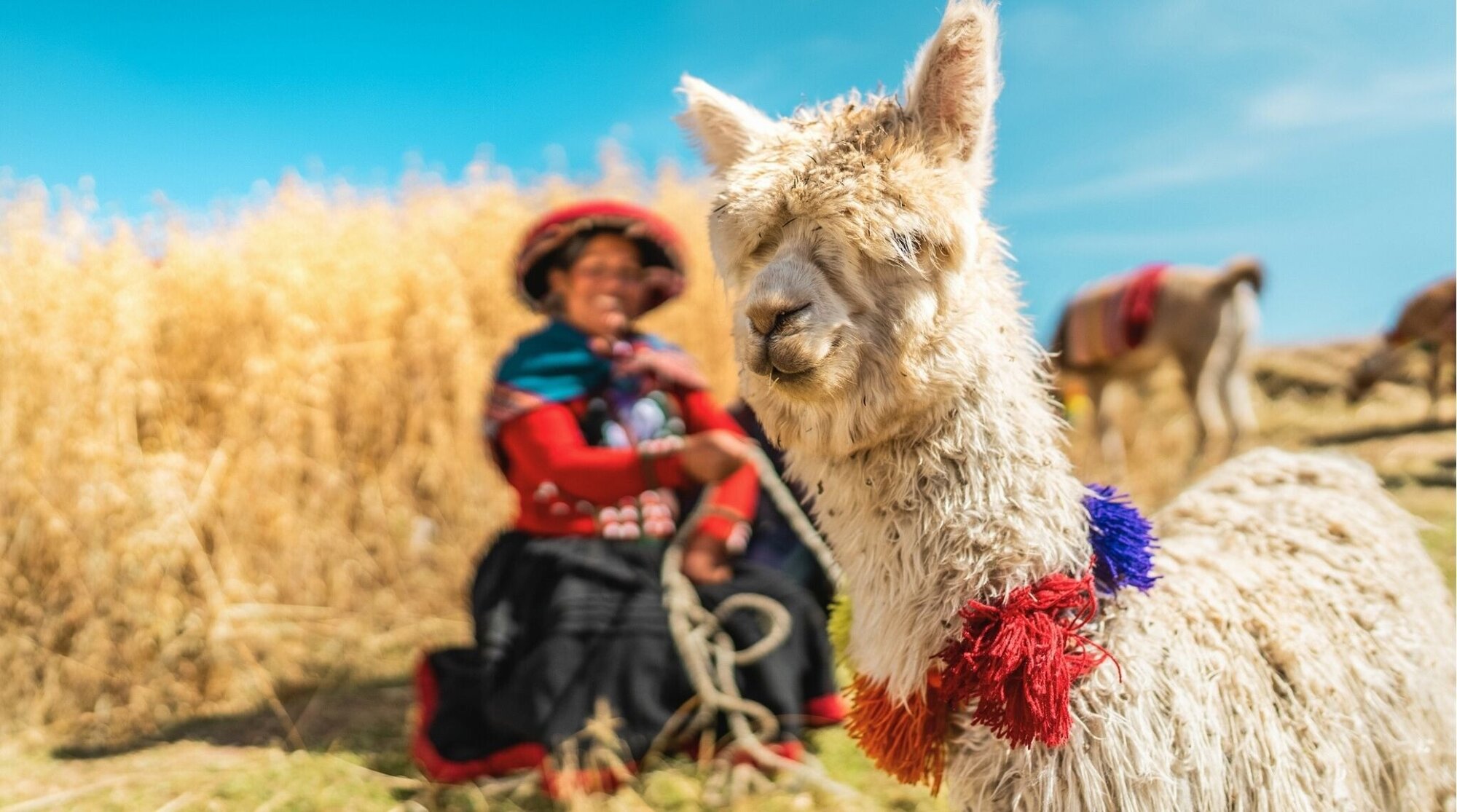 Llama en los Andes de Perú con paisaje de montaña al fondo.