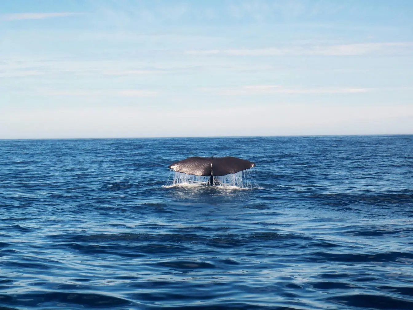 Cola de una ballena jorobada emergiendo del mar durante un tour de avistamiento en República Dominicana.
