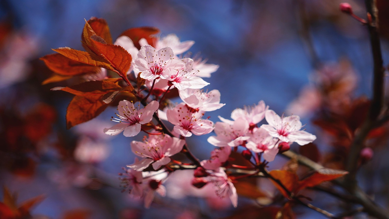A picture of cherry blossoms connected to a branch