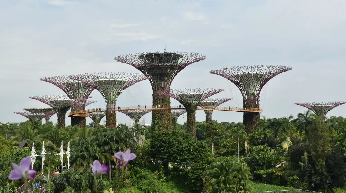 View of the artificial Supertrees surrounded by greenery at Gardens by the Bay in Singapore.