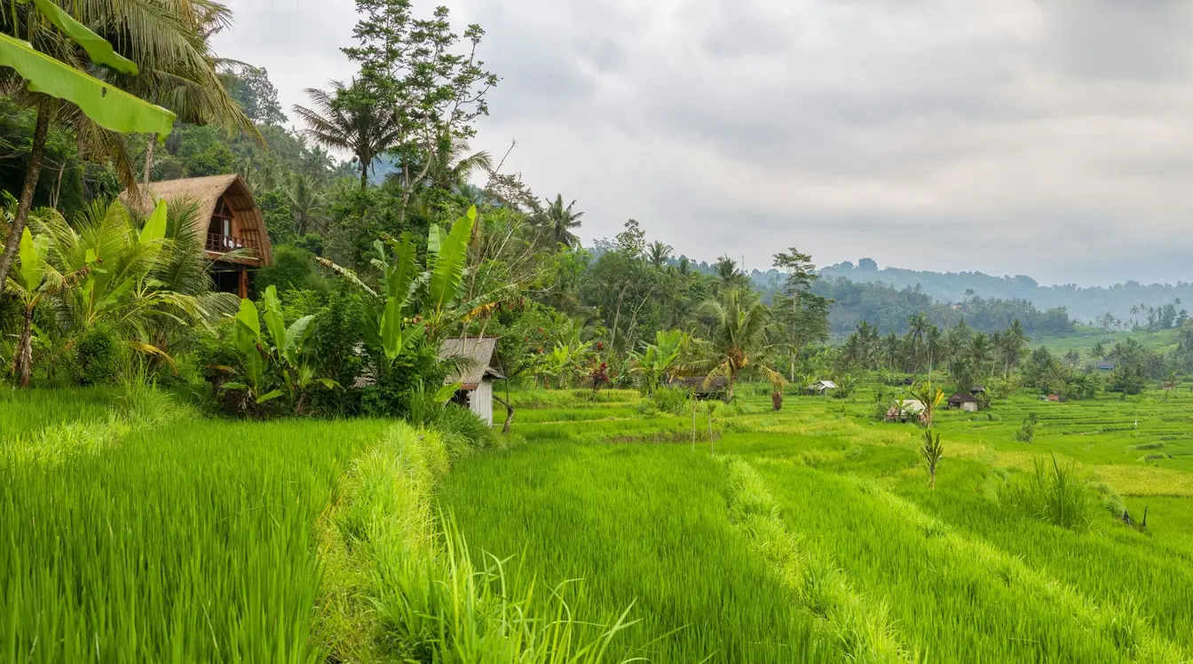 Lush green rice terraces and a thatched-roof building under a cloudy sky in Sidemen, Bali.
