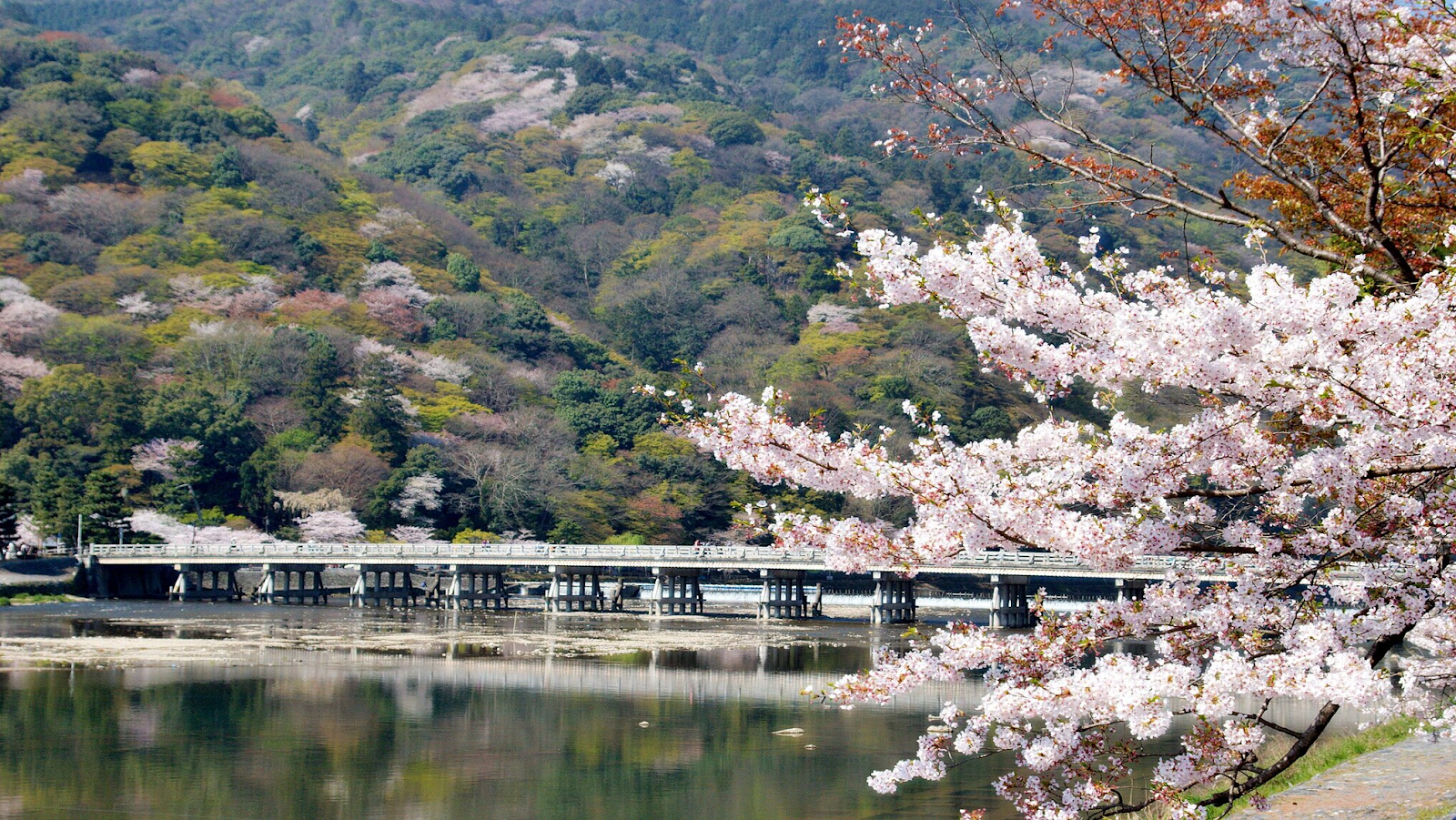 Cherry blossom trees in Arashiyama park