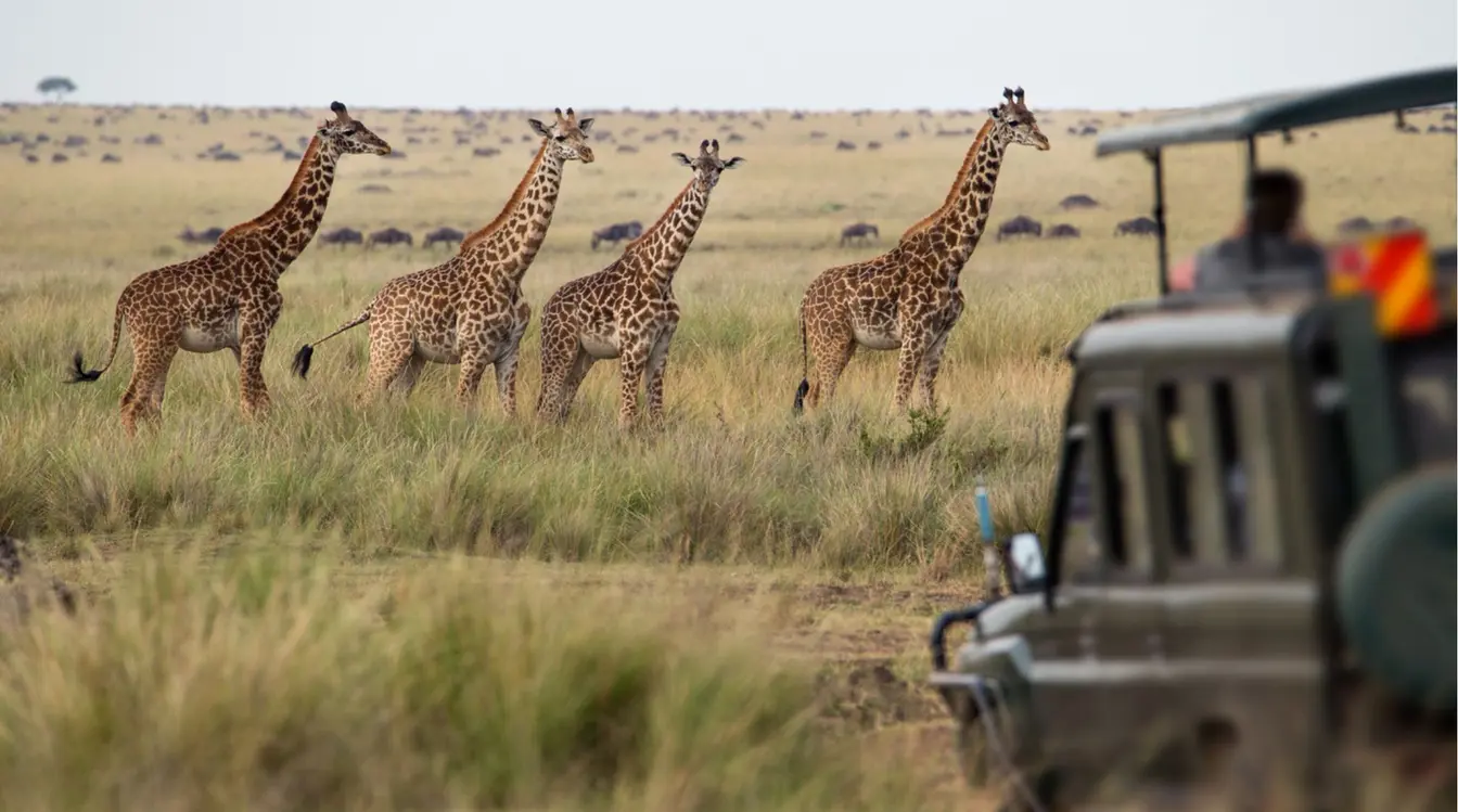 Troupeau de girafes dans la savane tanzanienne lors d'un safari combiné avec un voyage Zanzibar