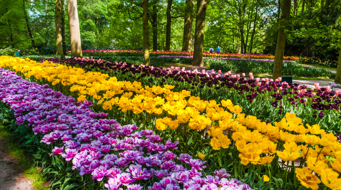 Tulip field in Keukenhof, Netherlands