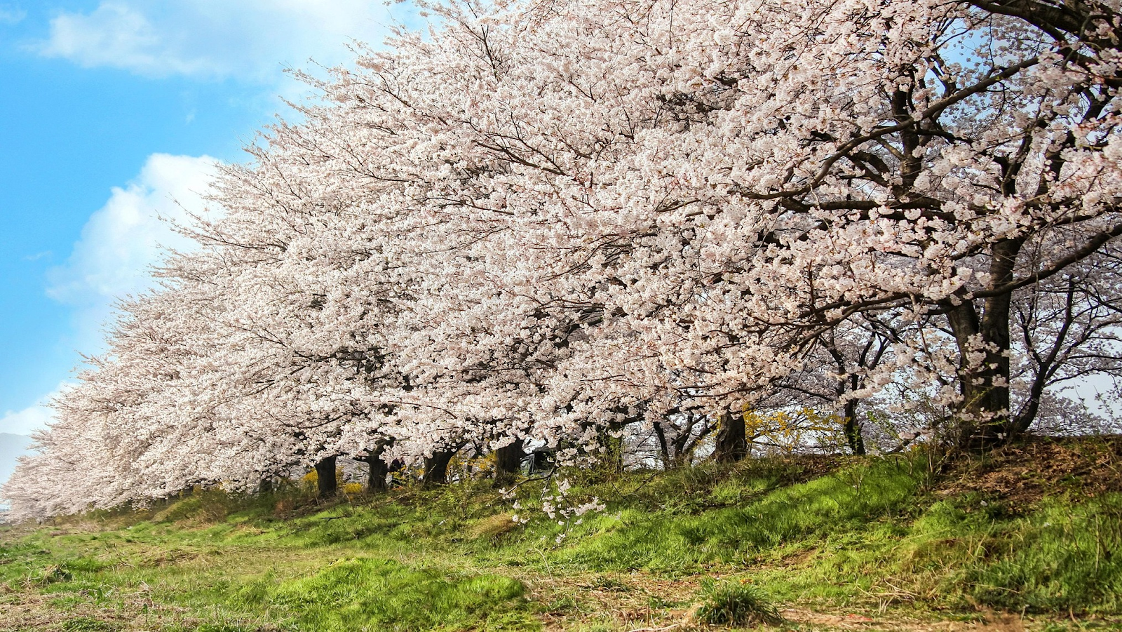 Cherry blossom trees lined up
