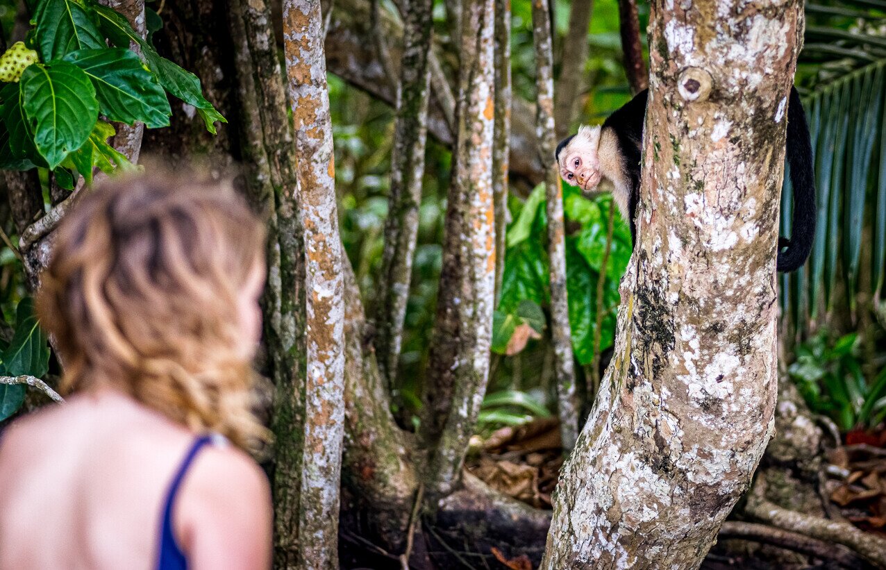 Monkey in the rainforest