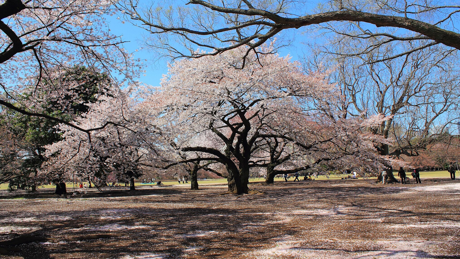 Cherry blossom trees during sakura season in Shinjuku Gyoen