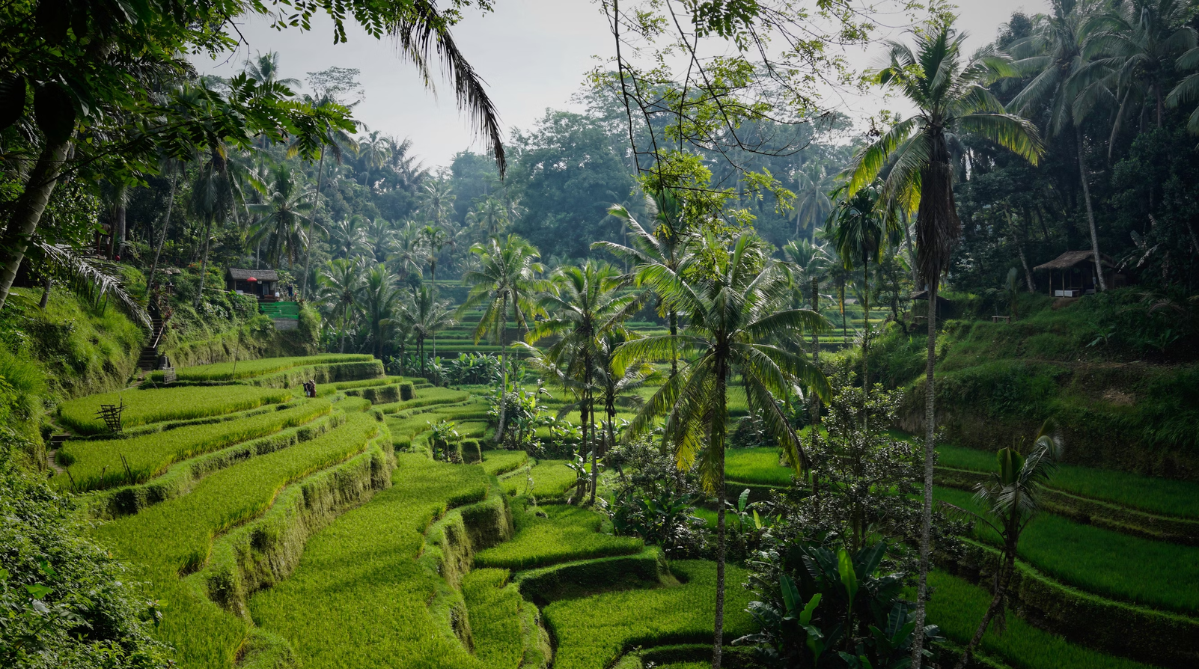 Rice terraces in Bali