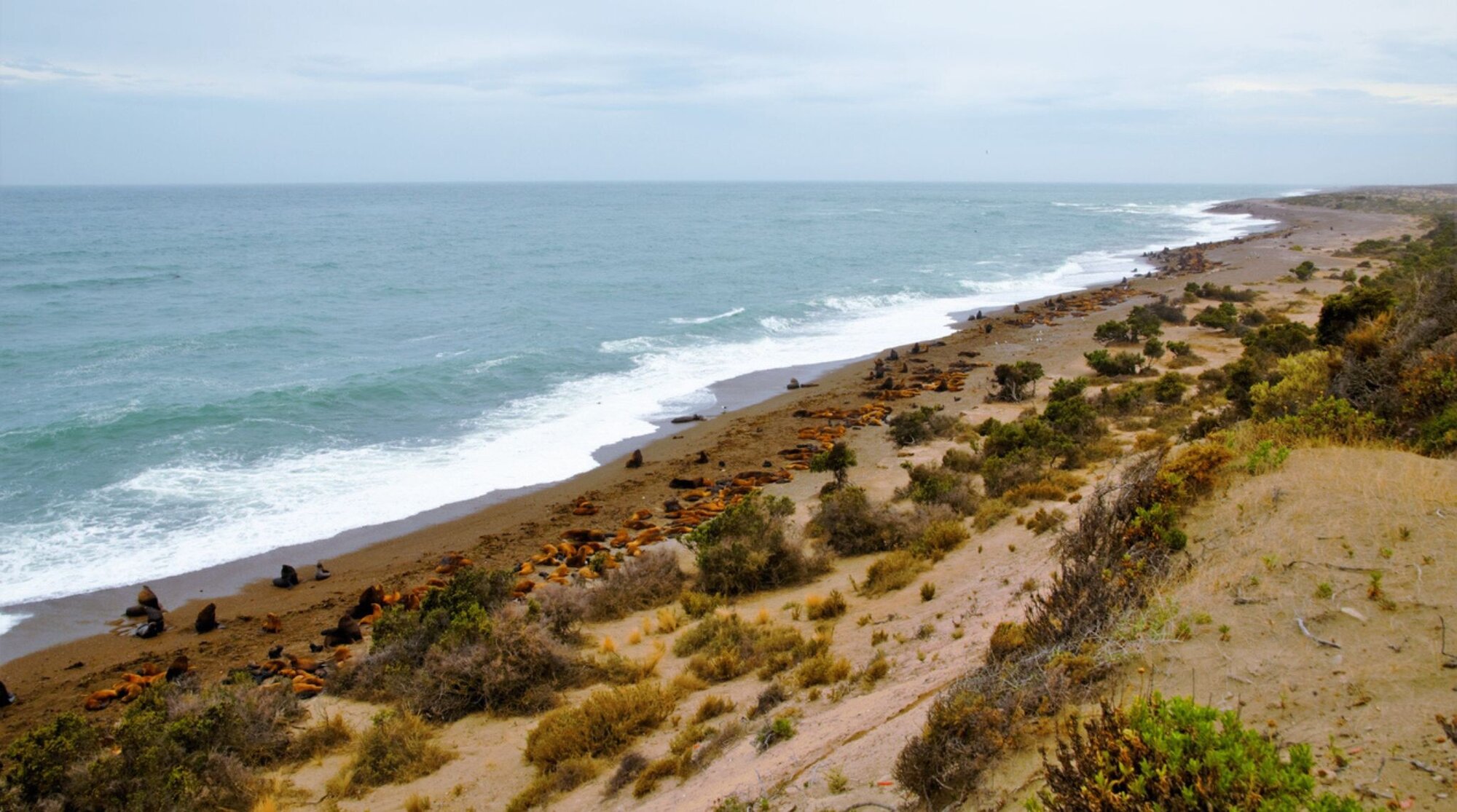 lions de mer a punta norte, Patagonia