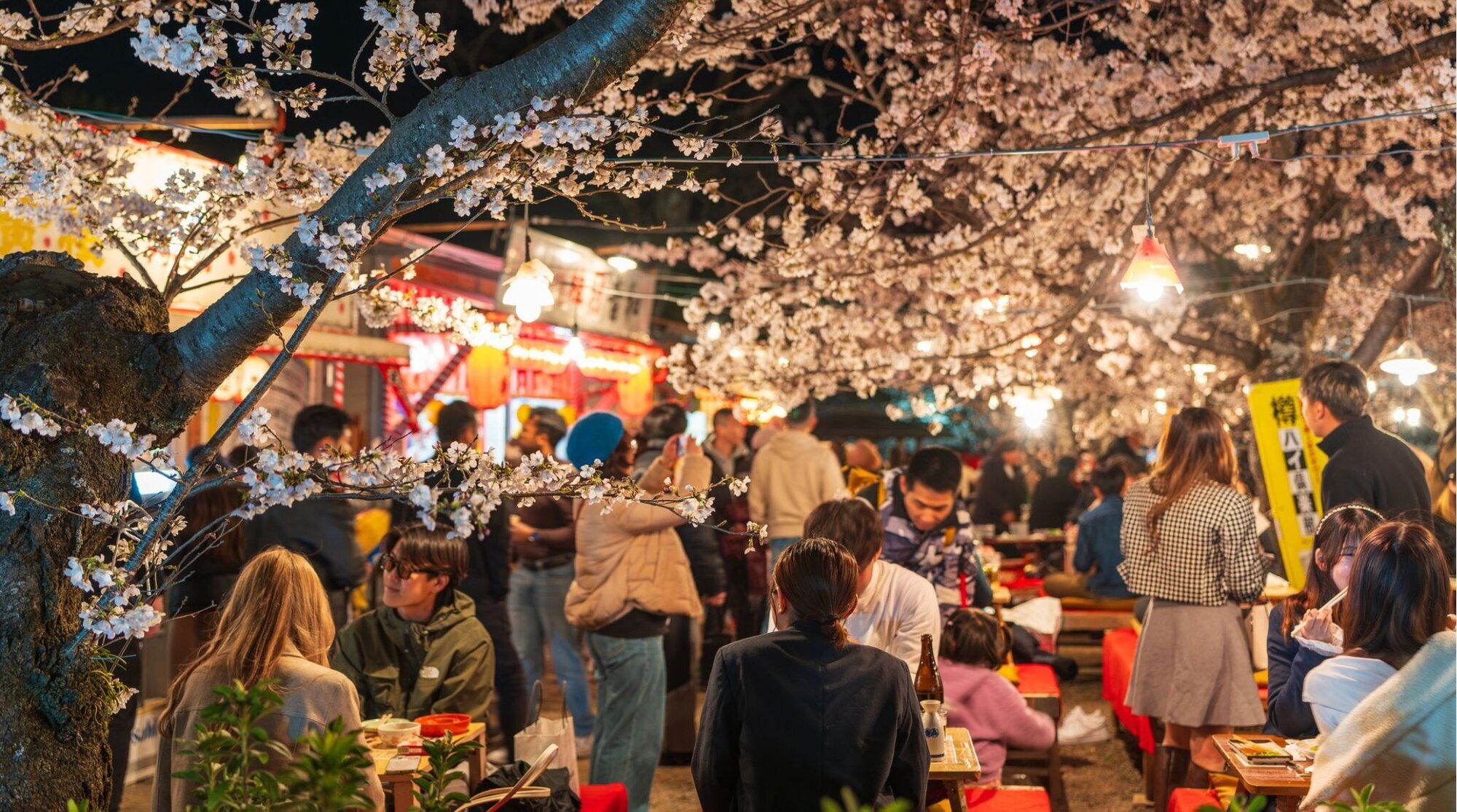 Pessoas celebrando Hanami, a contemplação das flores, entre as cerejeiras iluminadas