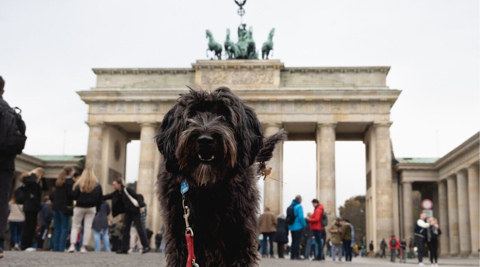 Fofo cão labradoodle preto caminhando em direção à câmera para uma foto turística em frente ao famoso marco de Berlim, o Portão de Brandemburgo.