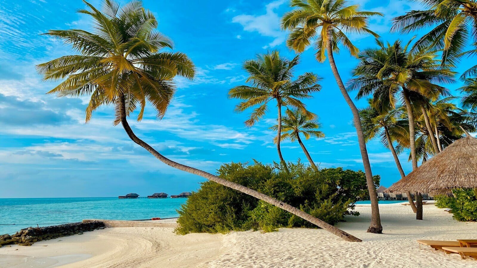 Three green palm trees on brown sand beach during daytime with clear blue sky 