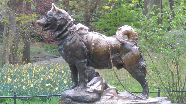 A powerful bronze statue of Balto the Siberian Husky, chest puffed out and tail curled, wearing a sled harness in Central Park, New York. The statue honours his heroic role in delivering medicine during Alaska’s Great Race of Mercy.