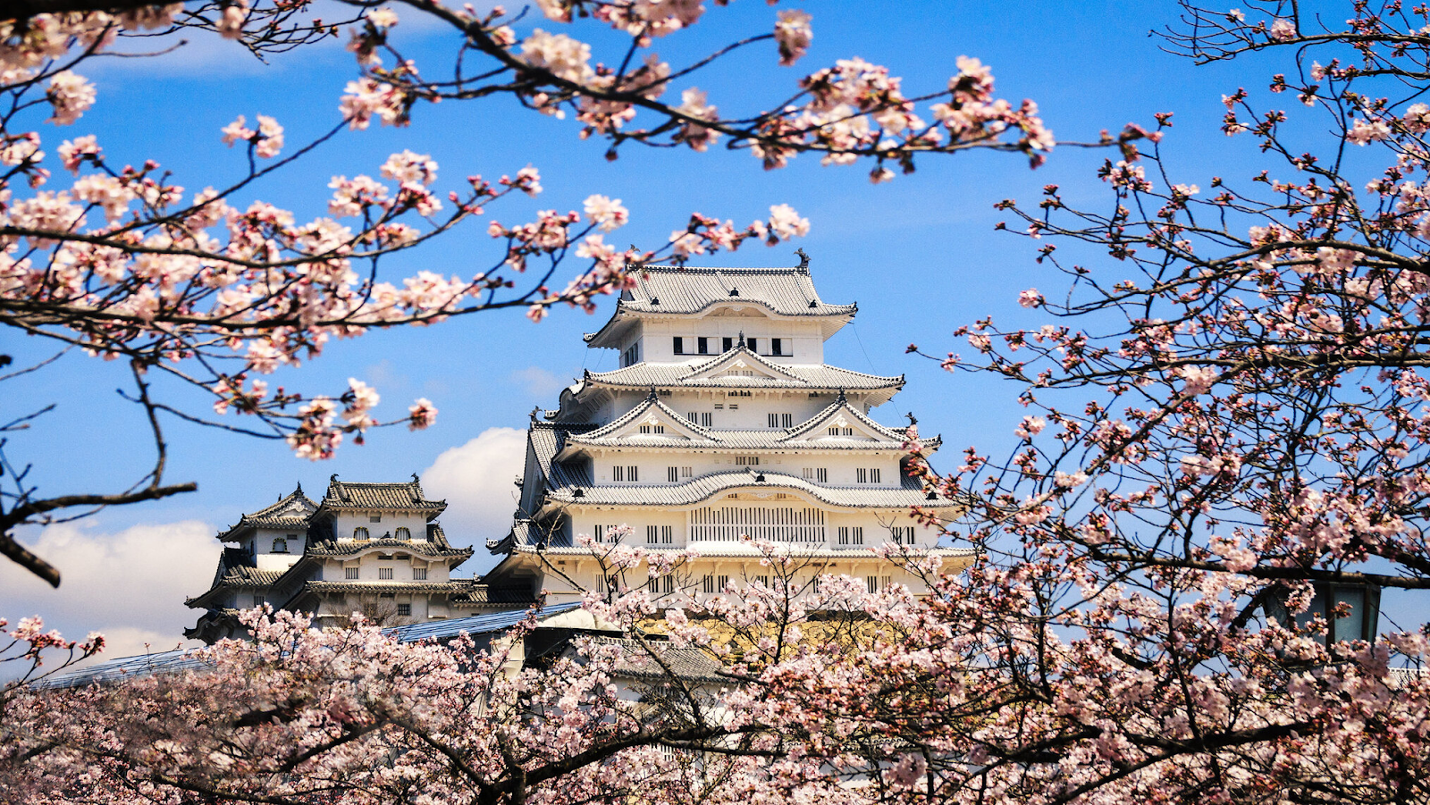 Cherry blossom trees surrounding the Himeji Castle, Hyogo