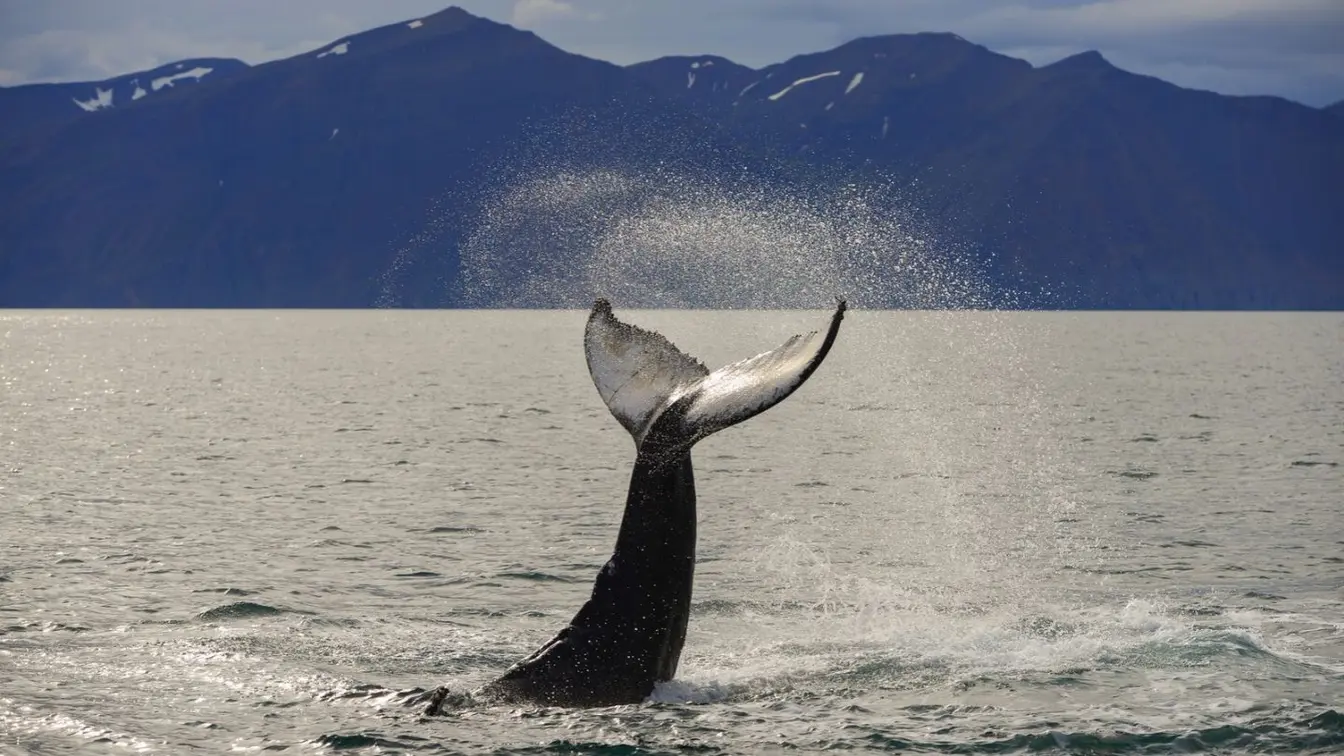 A humpback whale’s tail flicking water into the air before a dive in Húsavík, Iceland.