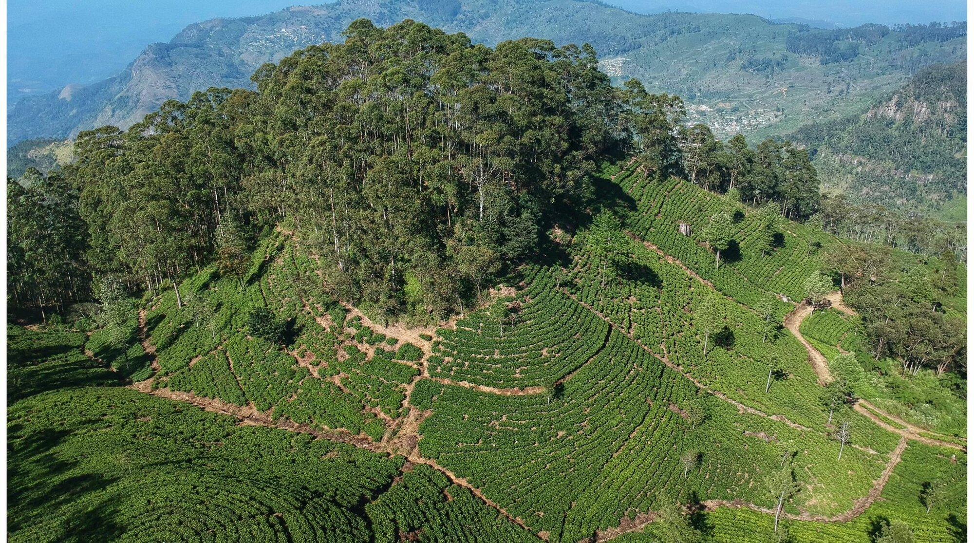 حقول الشاي في سريلانكا