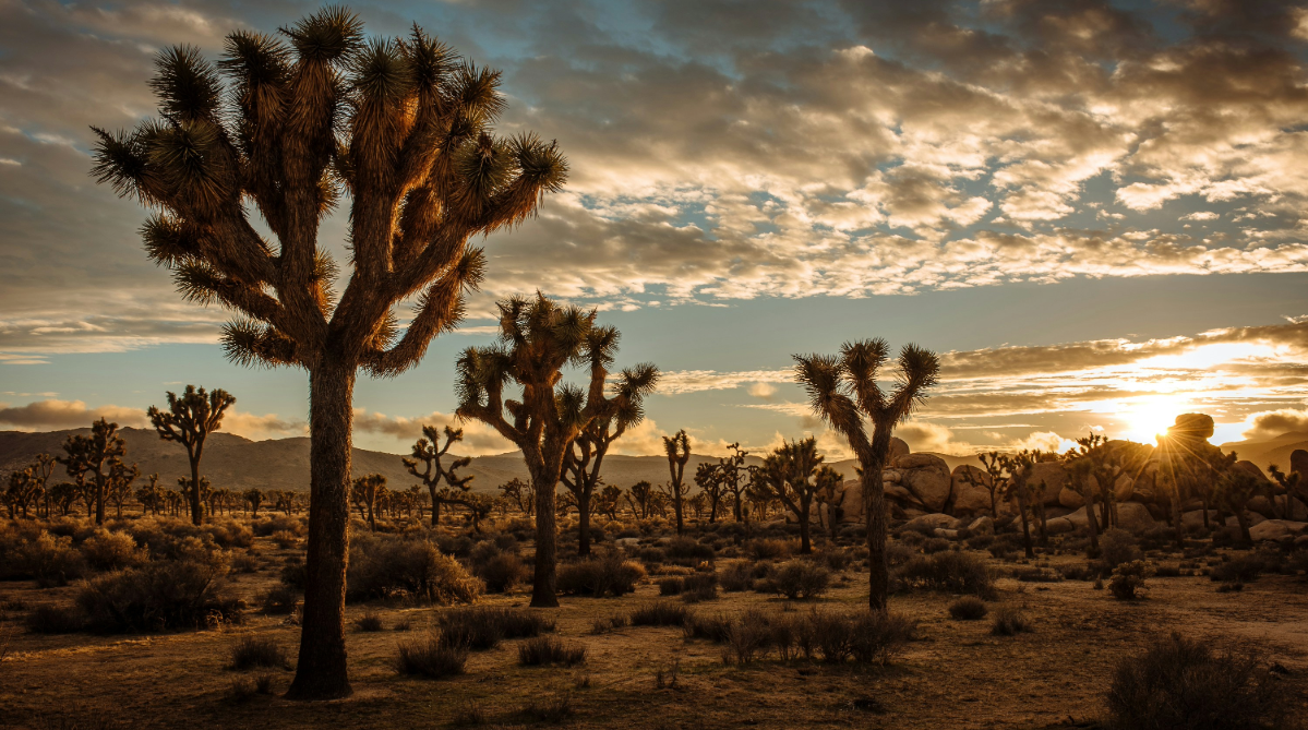 Sunset at Joshua Tree National Park