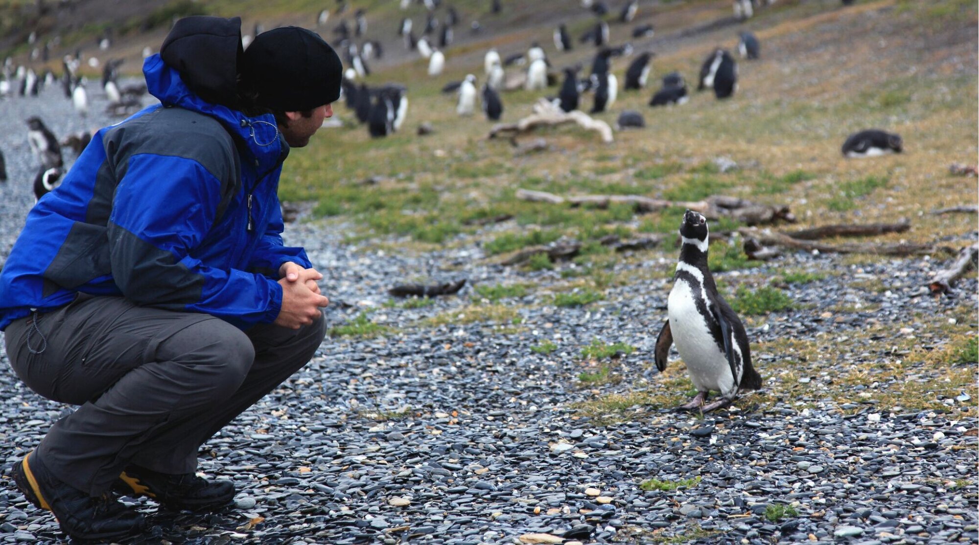 Homem parado no meio de um campo ou praia repleto de pinguins. O homem está agasalhado com um casaco e touca. Ele está olhando para o pinguim mais próximo dele, e o pinguim está olhando para outro lado, mas eles estão tendo um momento juntos. Há muitos pinguins.