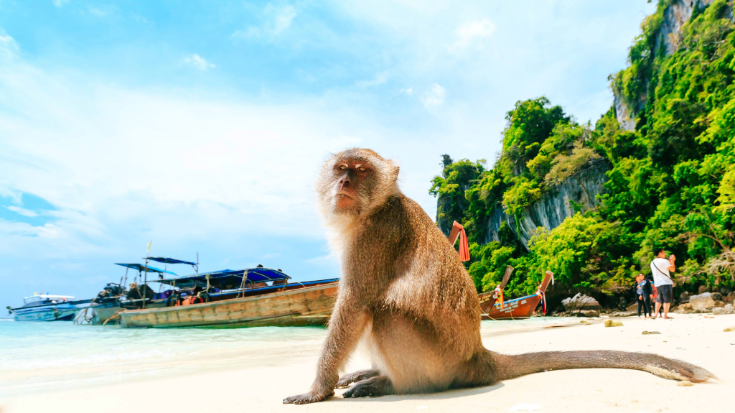 An image of a Thai macaque money sitting on white sand at Monkey Beach on the Phi Phi Islands in Thailand, the sky is bright blue and there is a traditional Thai sail boat and limestone cliffs in the background. to illustrate a blog post entitled '33 fun facts about Thailand'.