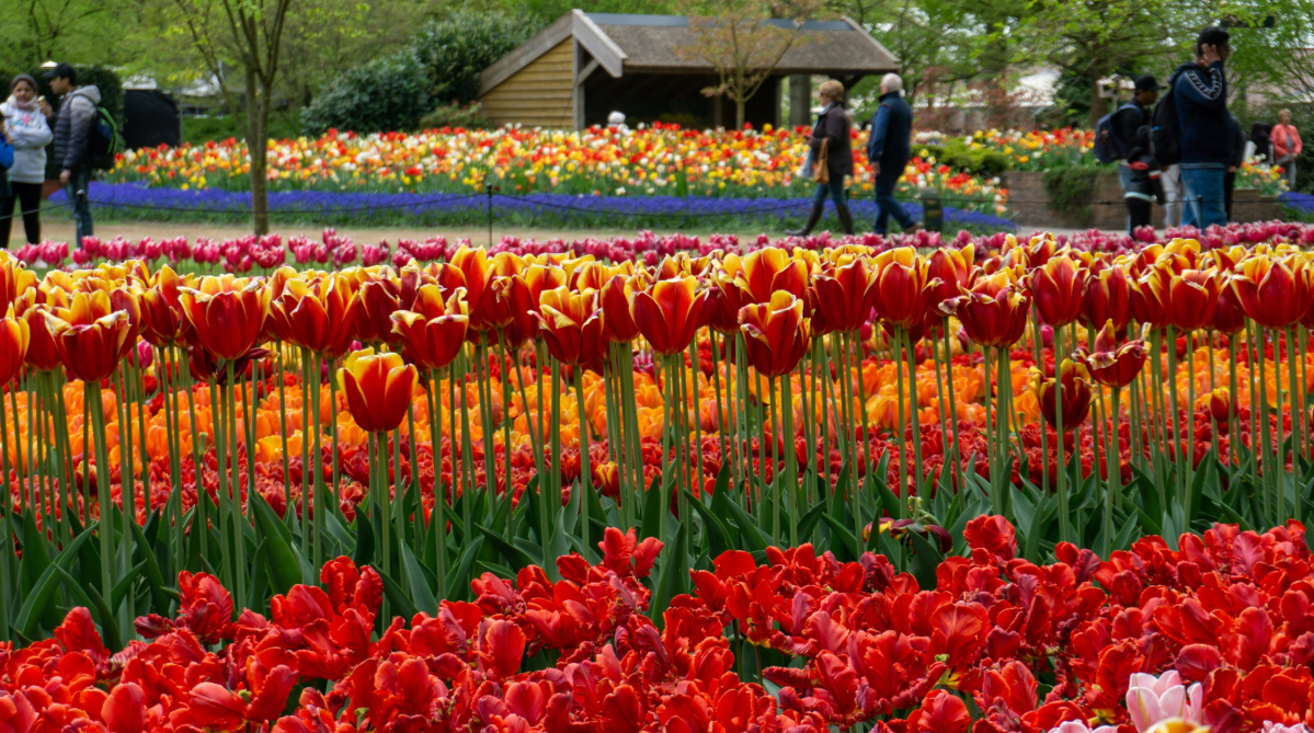 Keukenhof Gardens, Lisse