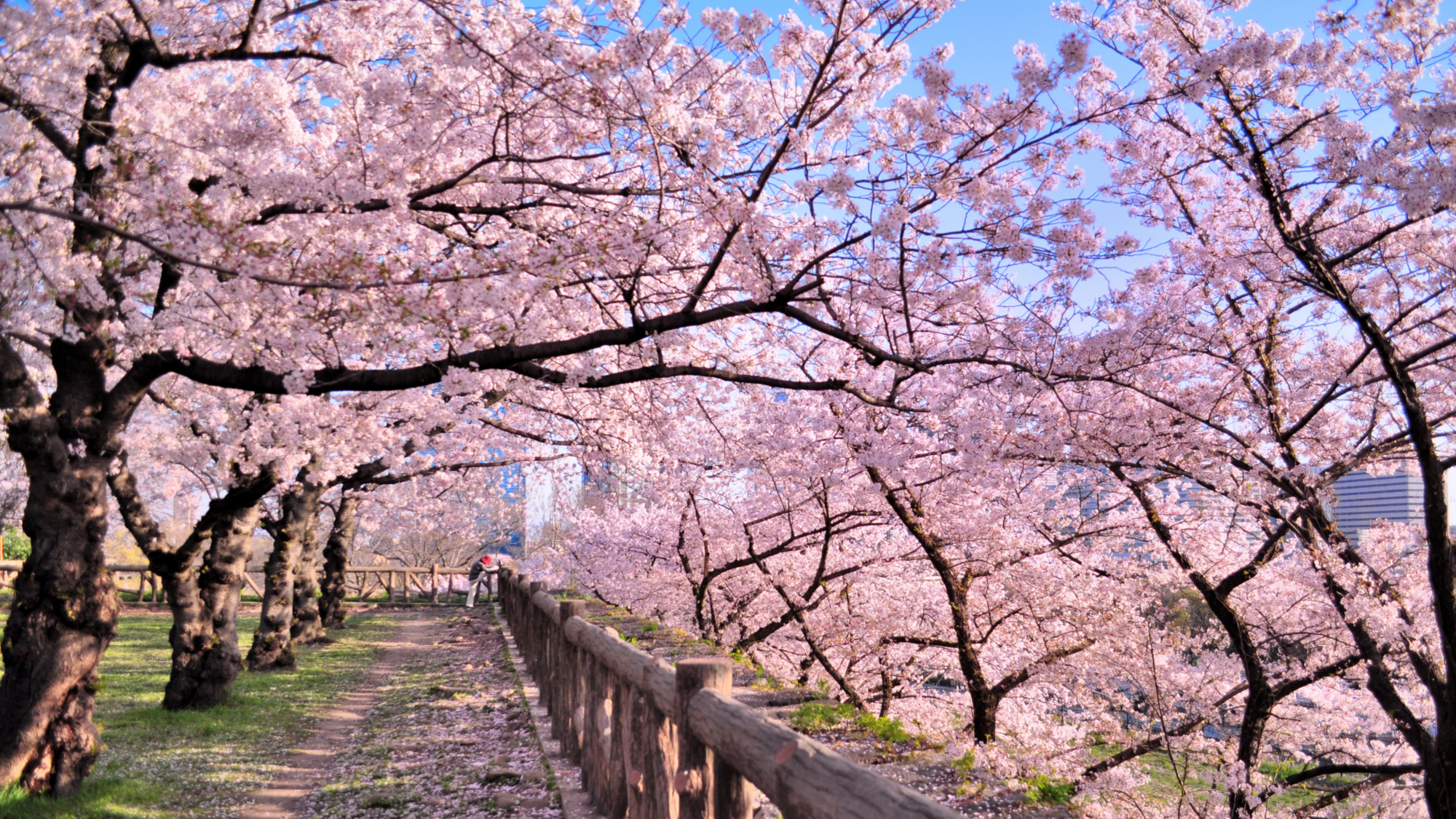 Quando visitare il Giappone