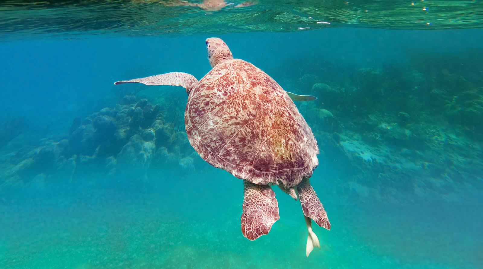 Sea turtle swimming in turquoise waters near Nassau, Bahamas, a popular snorkeling destination