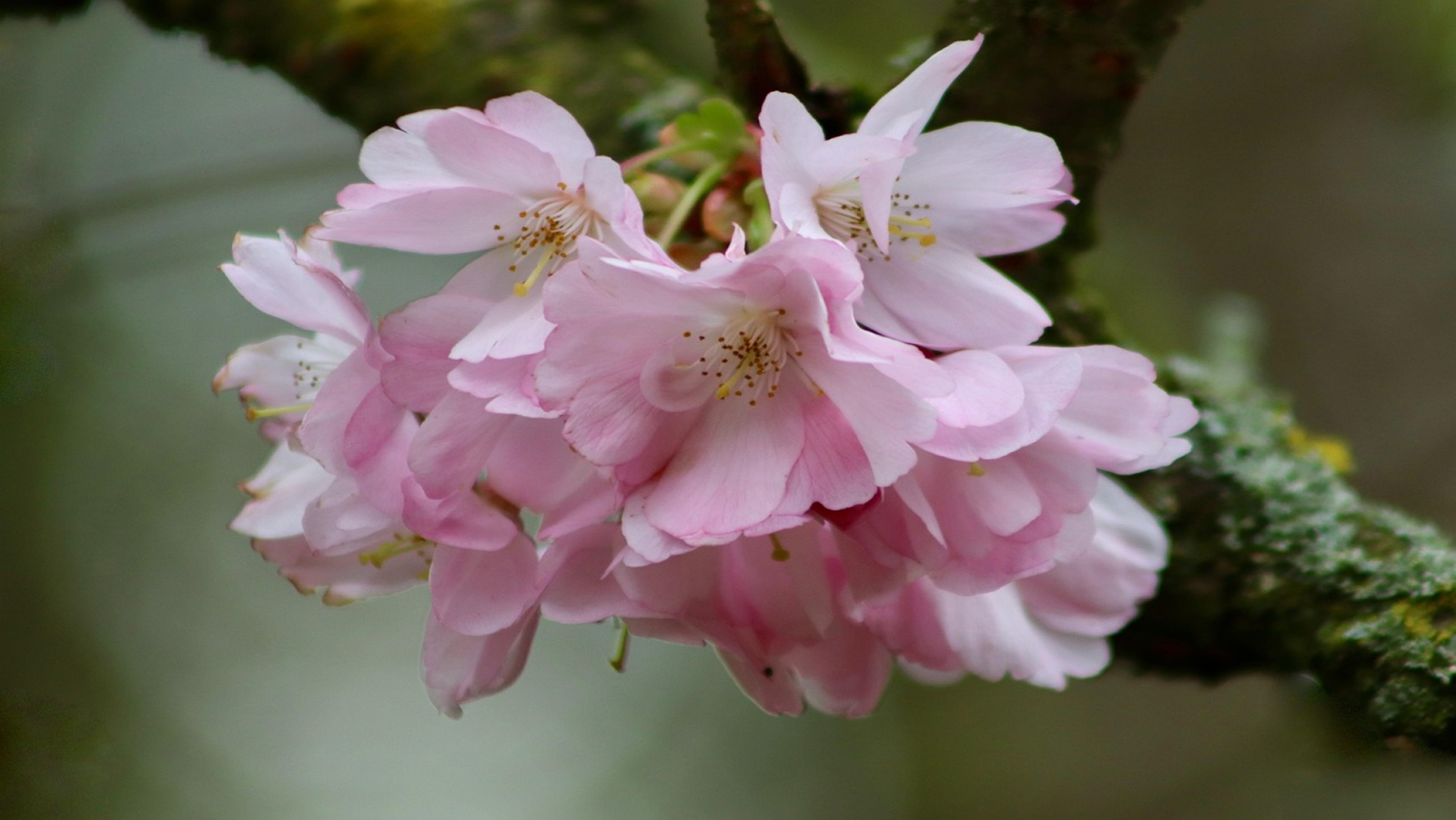 Upclose shot of a pink cherry blossom