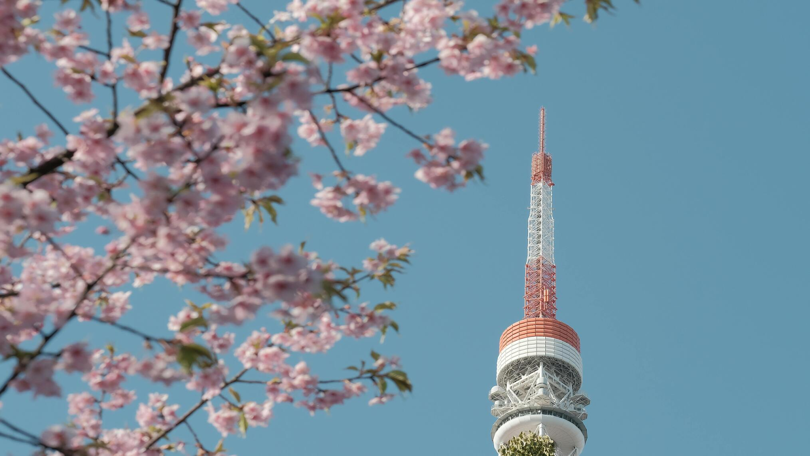 View of N Seoul Tower with cherry blossoms