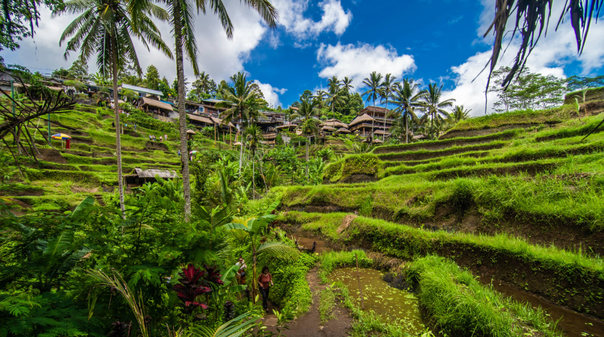 Rice terraces in Ubud, Bali
