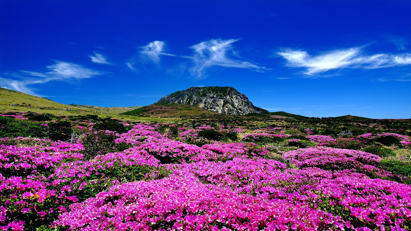 View of pink cherry blossom close to Mt. Hallsan in Hallasan National Park
