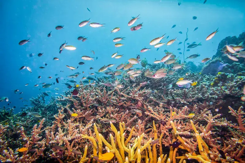 Underwater scene with fish swimming above coral in Koh Tao.