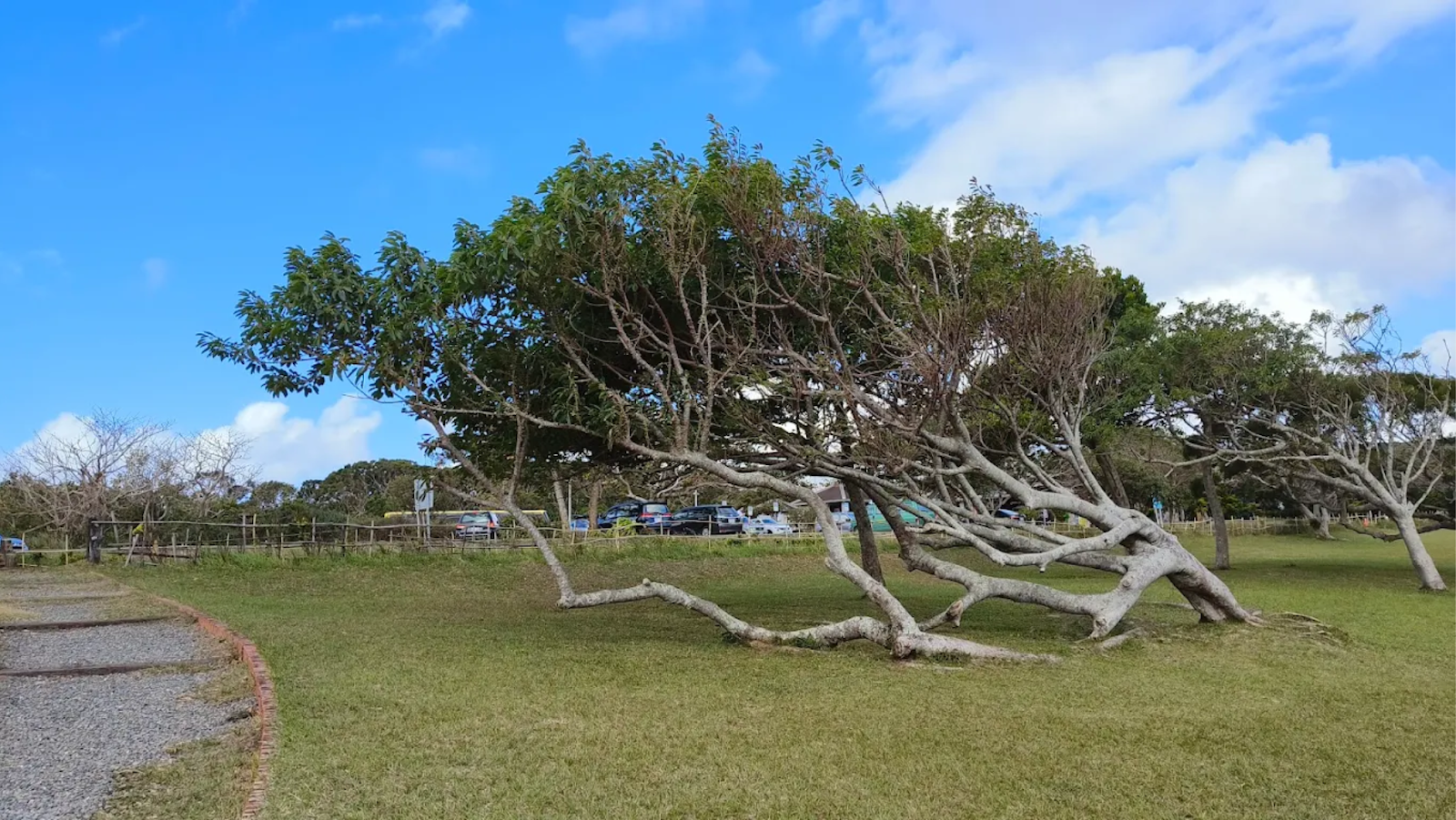 Slanted trees in Sheding Nature Park (社頂自然公園)
