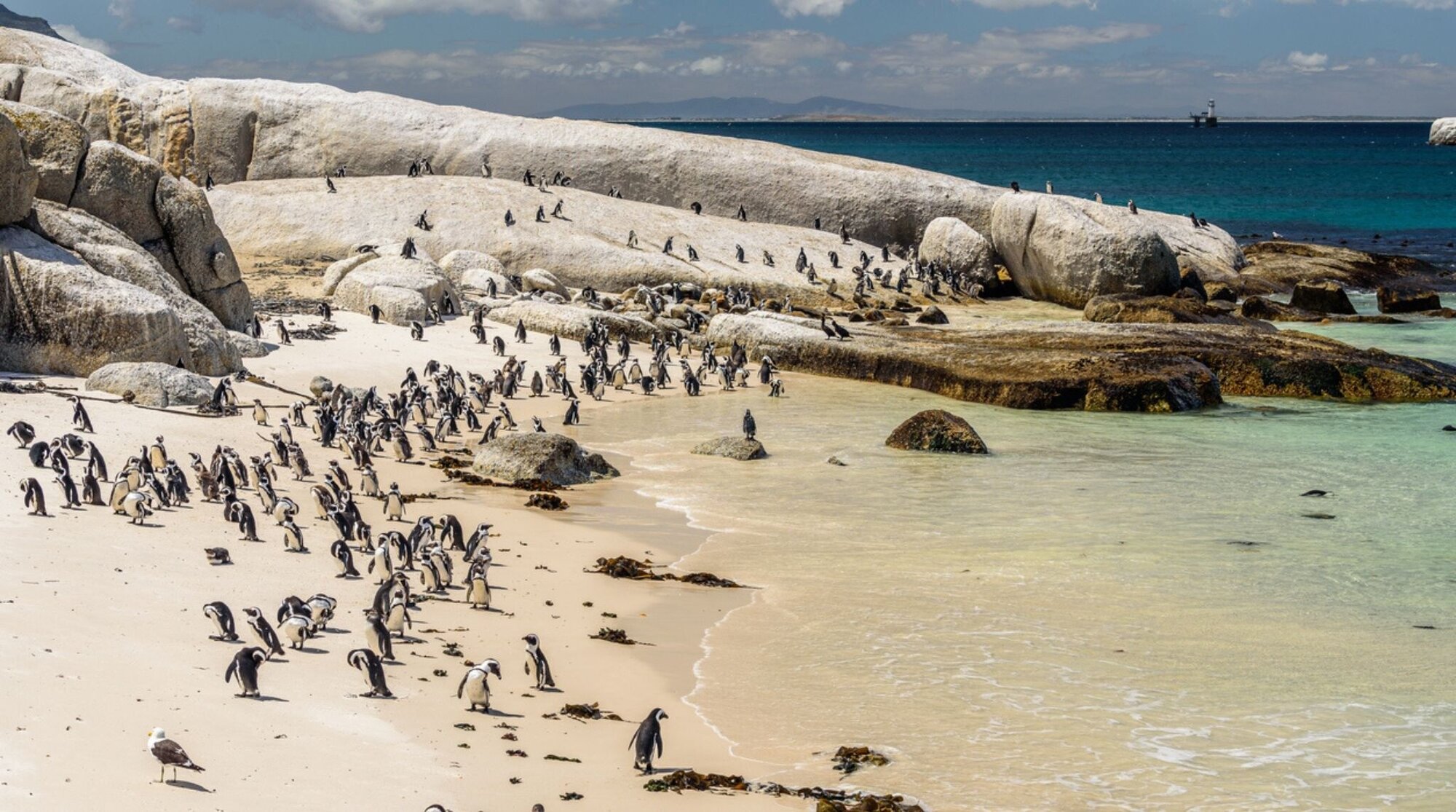 La colonie de manchots à Boulder’s Beach