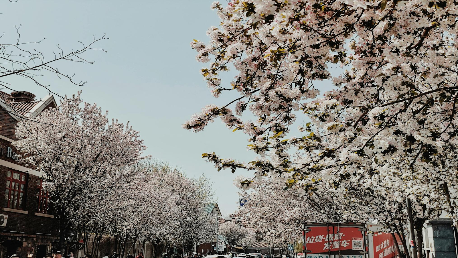 Cherry blossom trees hovering over road
