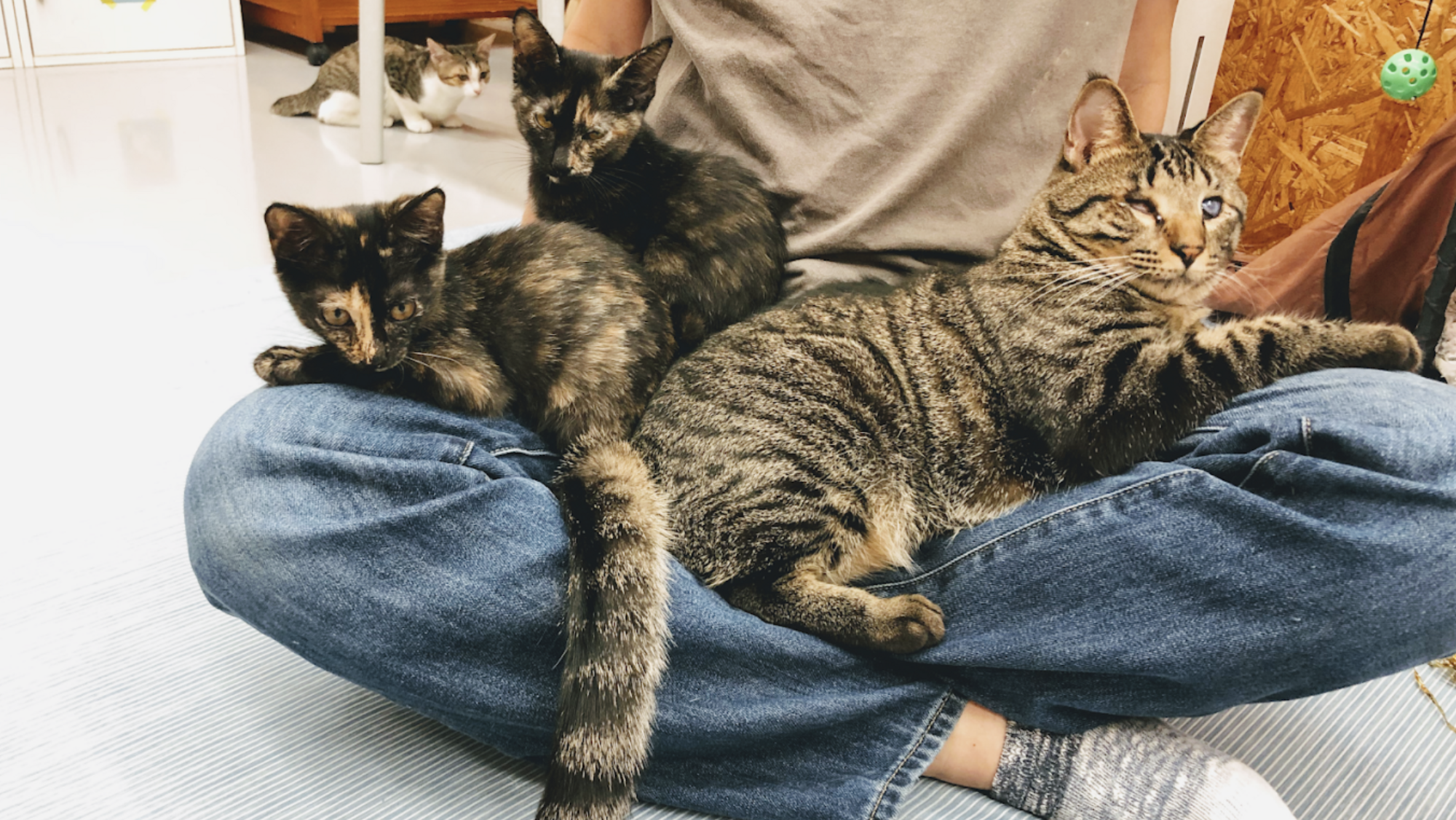 Cat Cafe in Tokyo, Japan