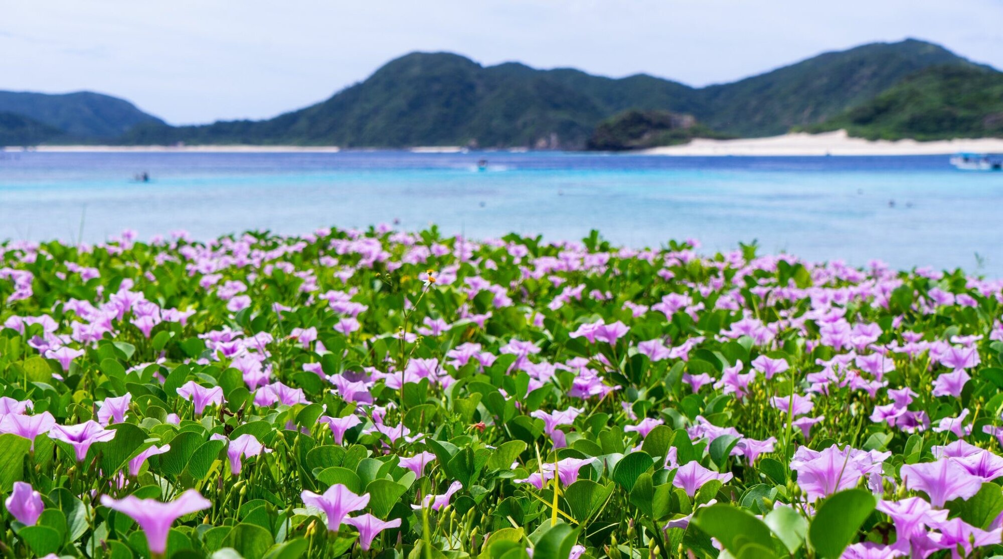meilleures choses a voir au japon au printemps Okinawa