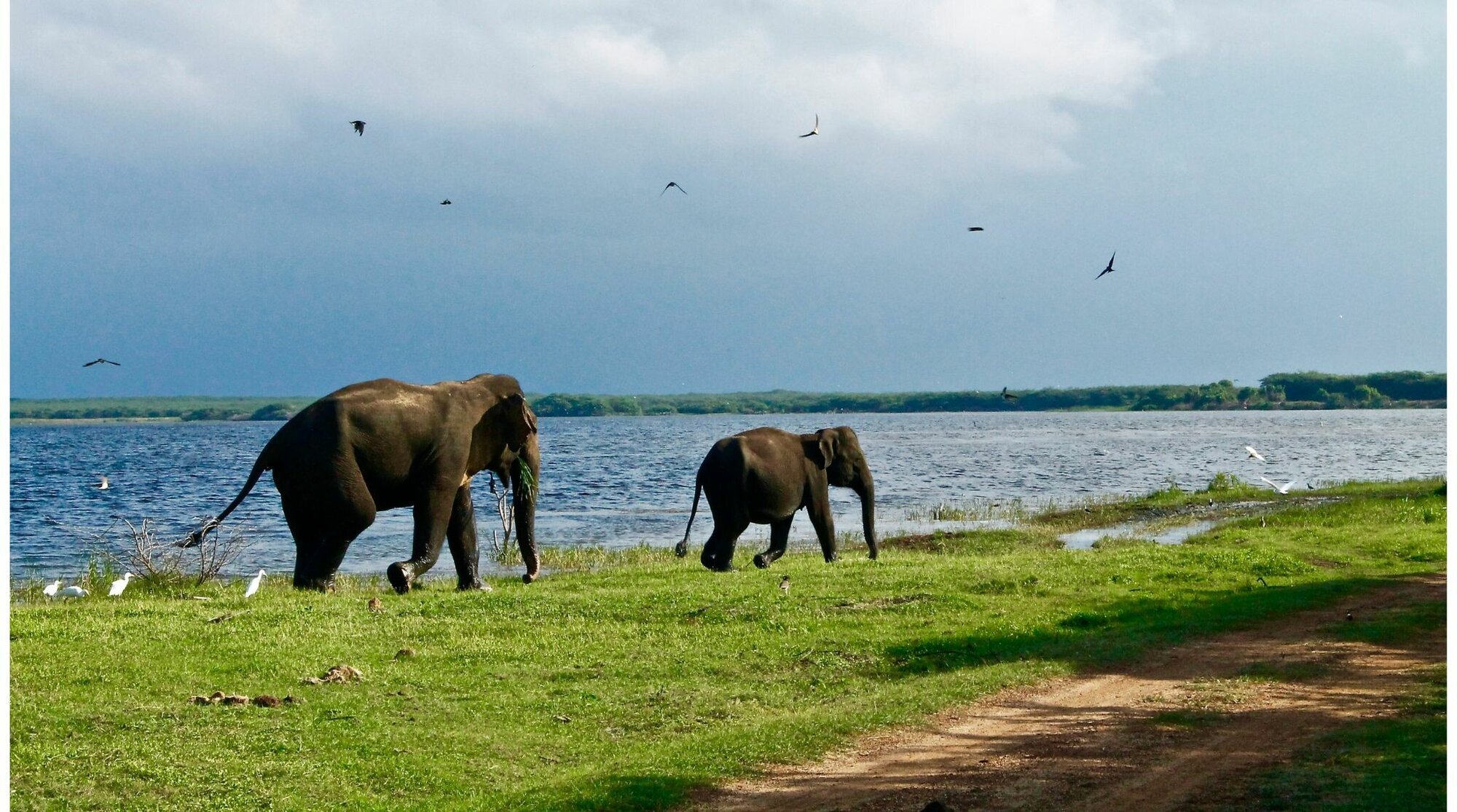 حياة الفيلة في سريلانكا