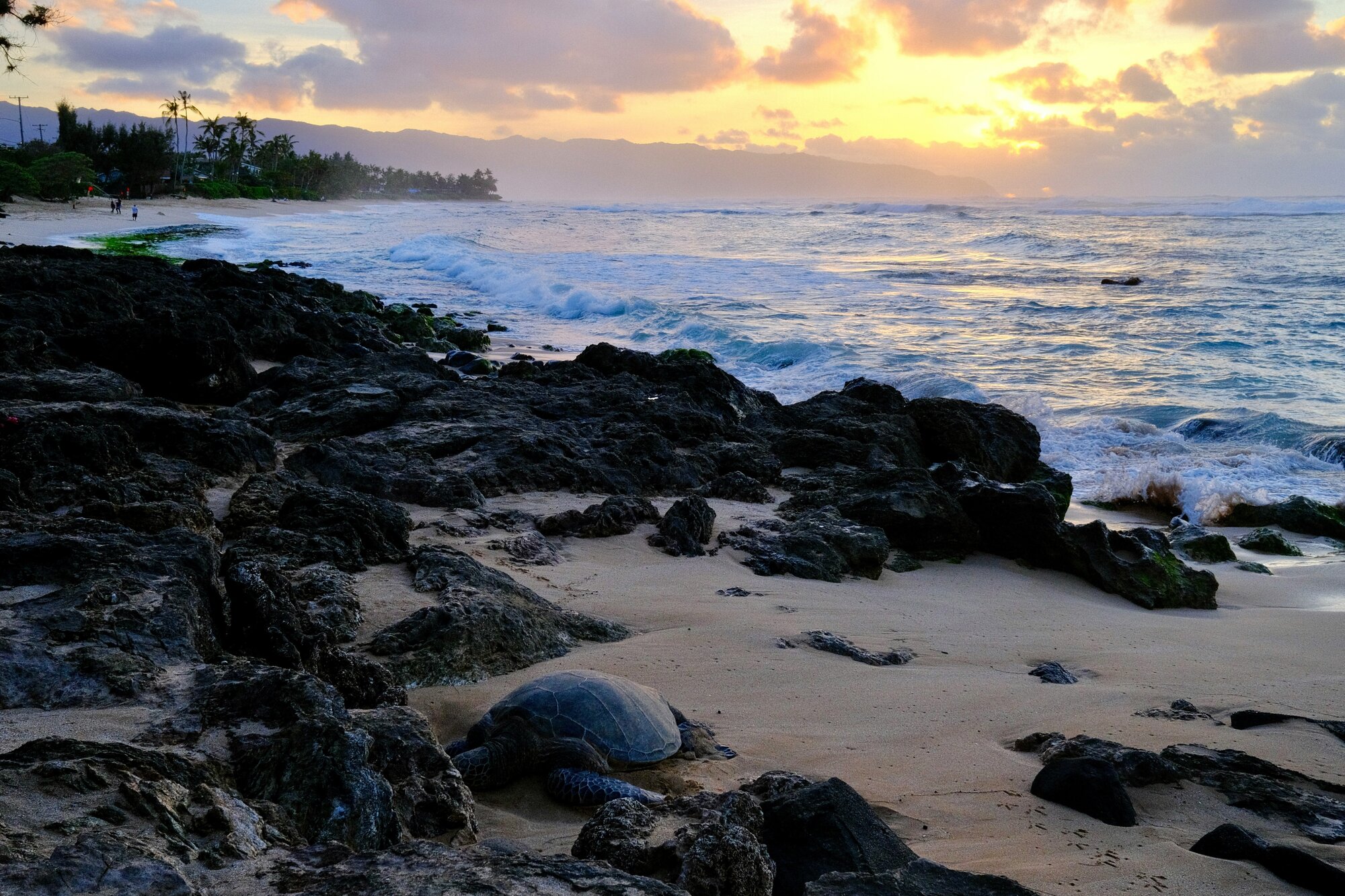Turtles on Laniakea Beach in Hawaii