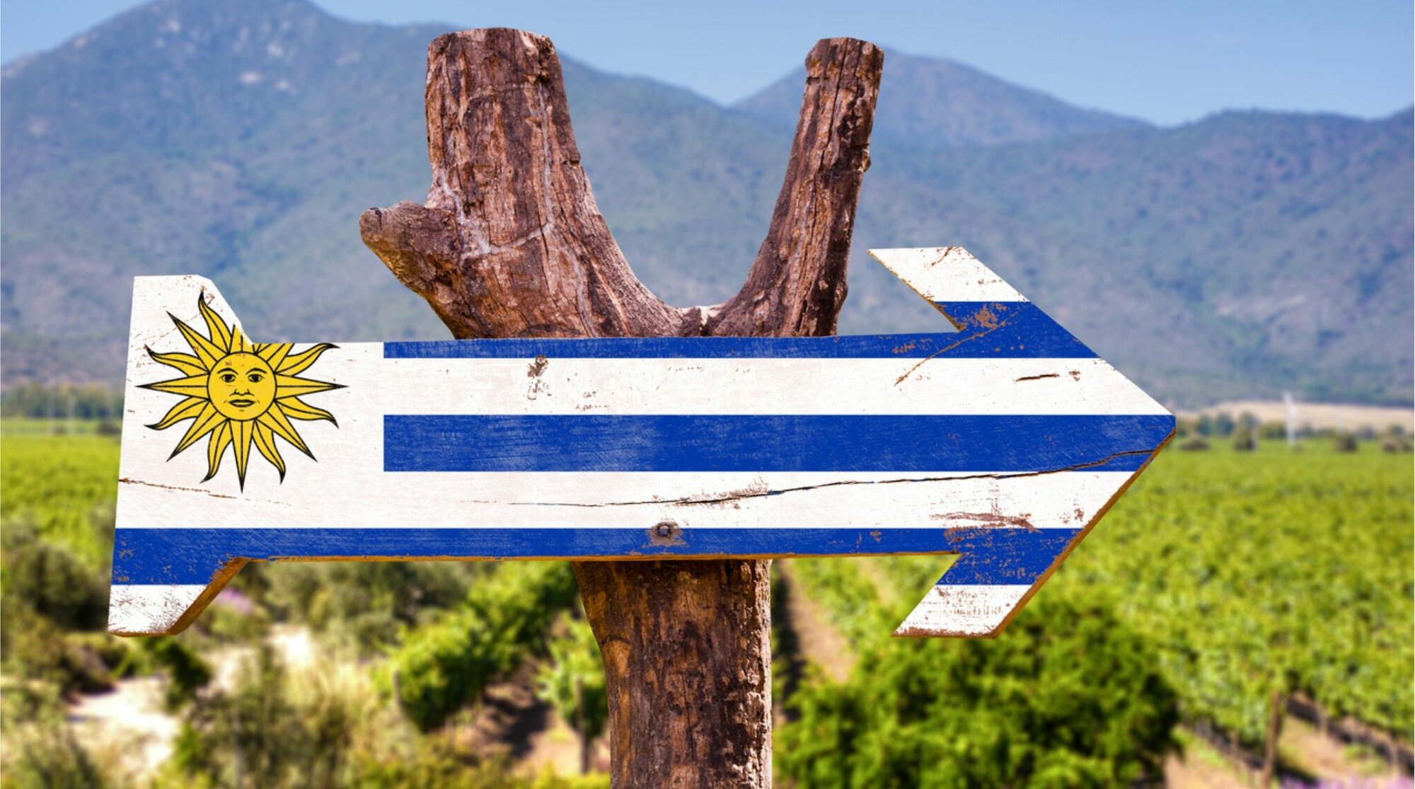 Vinhedo com placa personalizada com bandeira de uruguai