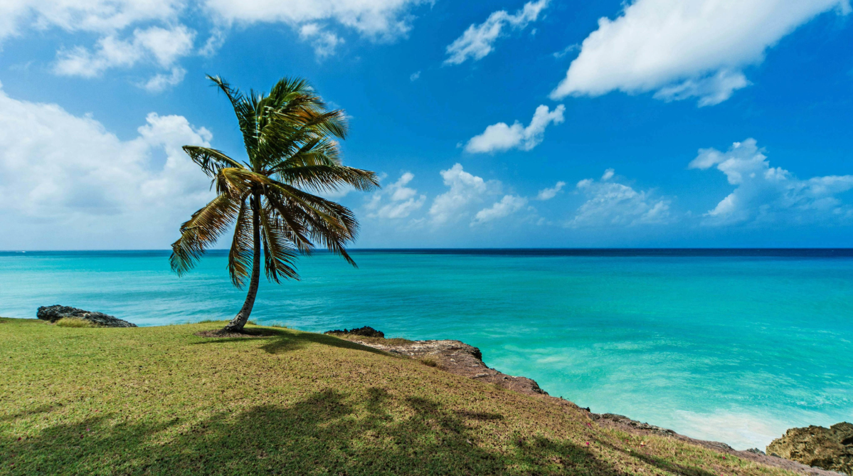 Palm tree on the coast in Barbados